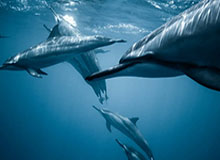 半岛体育官方-游戏版本：让每一次更新成为玩家的胜利之门